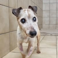 FALCO, chien à adopter