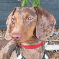 ALBERT, chien à adopter