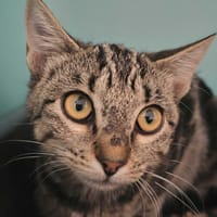 Zou, chatte à adopter