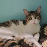 Roudoudou, chat à adopter