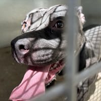 MIA, chienne à adopter