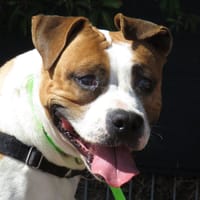 KIARA, chienne à adopter