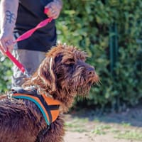 Voltaire, chien à adopter