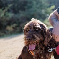 Voltaire, chien à adopter