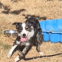 Leïa, chienne à adopter