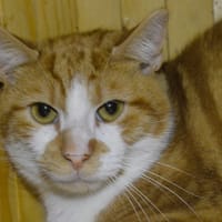 Sesame CAB5779, chat à adopter