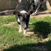 POP CORN A TROUVE SA FAMILLE, chien à adopter