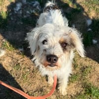 EMY, chienne à adopter