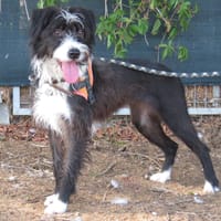 MEREDITH, chienne à adopter