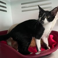 Tic, chat à adopter