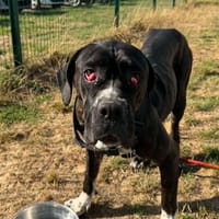 PEPPER, chienne à adopter