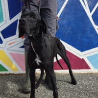 COCA VAA, chien à adopter