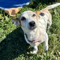 Luna, chienne à adopter