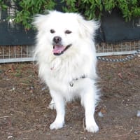 FLOCON, chien à adopter