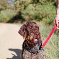 Riu, chien à adopter