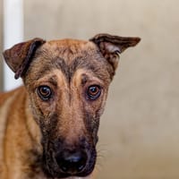 Snoopy, chien à adopter