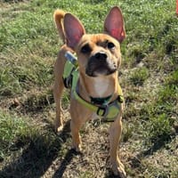DJOGO, chien à adopter