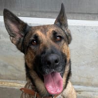 AYA, chienne à adopter
