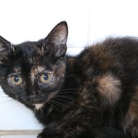 PEPITE HAB17746, chatte à adopter