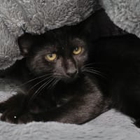 Calypso, chat à adopter