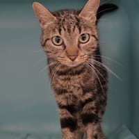 Capucine (en cours d'adoption), chatte à adopter