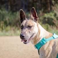 Anubis, chienne à adopter