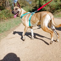 Anubis, chienne à adopter