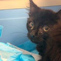 TEO, chat à adopter