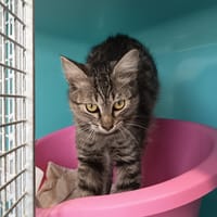 GRISETTE C, chatte à adopter