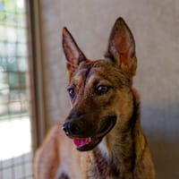 Hippie, chienne à adopter