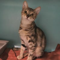 Waza(réservée), chatte à adopter