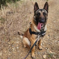 Aslan (réservé), chien à adopter