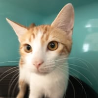 CHAMALLOW C, chat à adopter