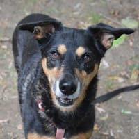 LAIKA CHAO, chienne à adopter