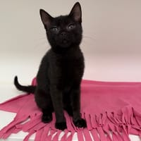 Balancelle(En cours d'adoption), chatte à adopter