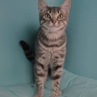 Sunny(réservé), chat à adopter
