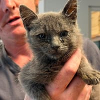 TEA, chatte à adopter