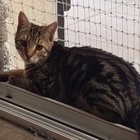 LULU, chatte à adopter