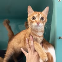 SWEETY C, chat à adopter