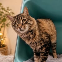 Norvégien QCT (j'ai trouvé ma famille), chat à adopter