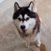 ULKO, chien à adopter