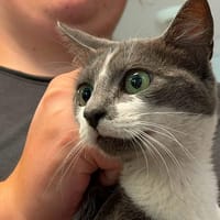 VERRA, chatte à adopter