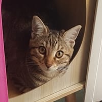 LILI, chatte à adopter