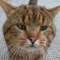 MR PATATE, chat à adopter