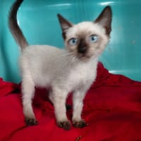 MINOU (En cours d'adoption), chat à adopter