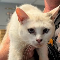 SIDONIE, chatte à adopter