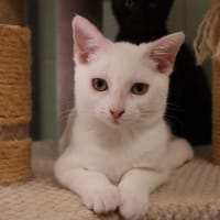 Jamie, chat à adopter