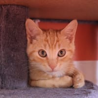 PIPO, chat à adopter
