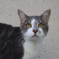 YELLOW, chat à adopter