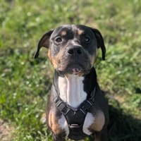 WOLFSUN VAA, chien à adopter